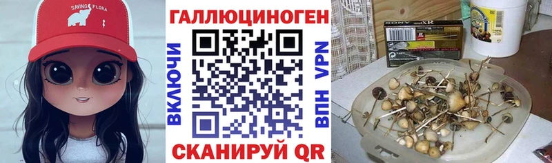 Псилоцибиновые грибы GOLDEN TEACHER  ссылка на мегу как войти  Ставрополь 